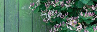 Quand et comment tailler le chèvrefeuille et ses sublimes fleurs parfumées ? Quand et comment tailler le chèvrefeuille et ses sublimes fleurs parfumées ?