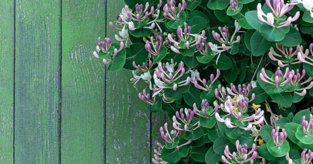 Quand et comment tailler le chèvrefeuille et ses sublimes fleurs parfumées ? Quand et comment tailler le chèvrefeuille et ses sublimes fleurs parfumées ?