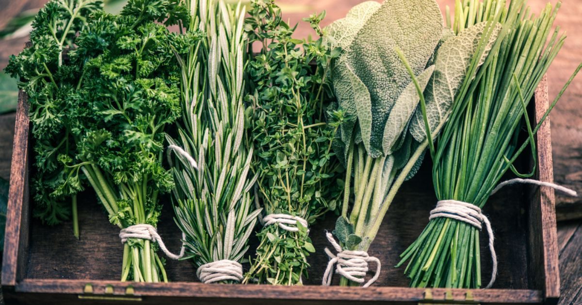 Conserver les herbes aromatiques du jardin pour en profiter tout l’hiver : saveurs et bienfaits au rendez-vous !