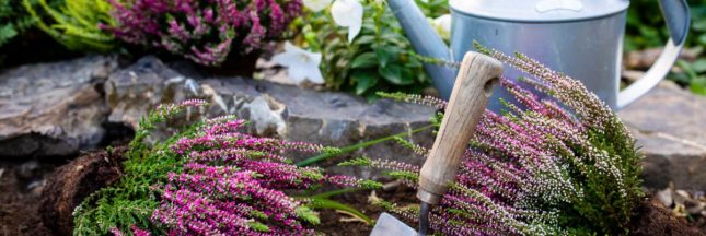 Cultiver la bruyère, le joyau florissant de l'automne