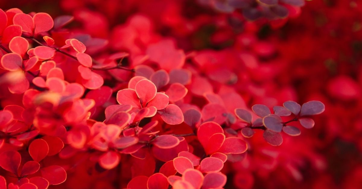 C’est le moment de planter cet arbuste unique qui révèle toute sa beauté en automne !