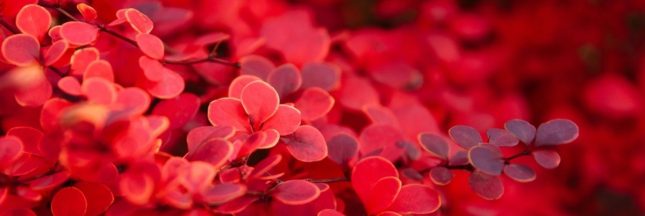 L'épine-vinette de Thunberg