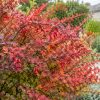 C'est le moment de planter cet arbuste unique qui révèle toute sa beauté en automne ! C'est le moment de planter cet arbuste unique qui révèle toute sa beauté en automne !