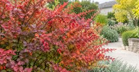 C’est le moment de planter cet arbuste unique qui révèle toute sa beauté en automne !