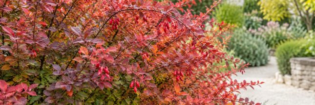 L’épine-vinette de Thunberg illumine le jardin de ses couleurs automnales.