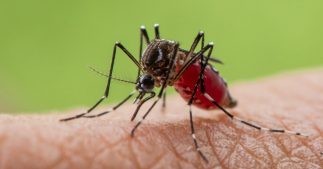 Un rapport alarmant sur les espèces invasives, une menace croissante pour la biodiversité Un rapport alarmant sur les espèces invasives, une menace croissante pour la biodiversité