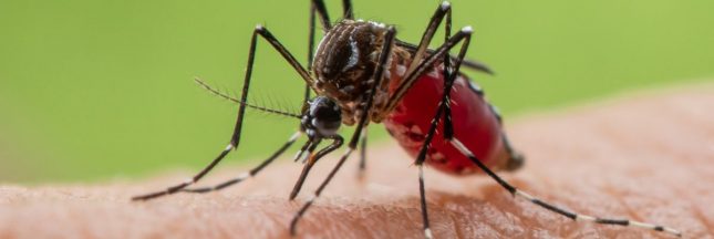 Un rapport alarmant sur les espèces invasives en France, une menace croissante pour la biodiversité