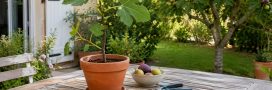 Faire pousser un figuier à partir d'une figue : transformer un simple fruit en arbre majestueux Faire pousser un figuier à partir d'une figue : transformer un simple fruit en arbre majestueux