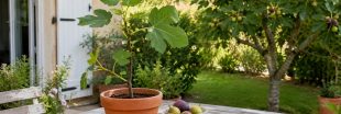 Faire pousser un figuier à partir d'une figue : transformer un simple fruit en arbre majestueux Faire pousser un figuier à partir d'une figue : transformer un simple fruit en arbre majestueux