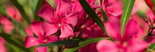 Prolonger la floraison du laurier rose en automne : techniques et astuces