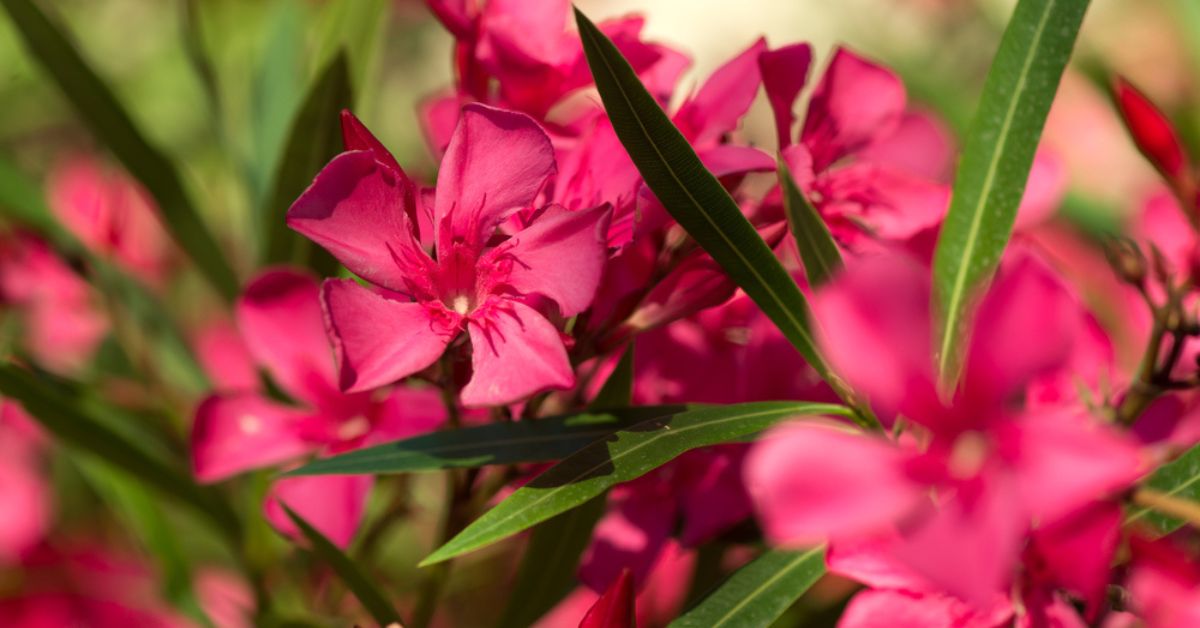 Prolonger la floraison du laurier rose en automne : techniques et astuces