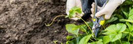 Entretenir les fraisiers en automne pour de futures récoltes abondantes Entretenir les fraisiers en automne pour de futures récoltes abondantes