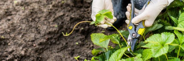 Entretenir les fraisiers en automne pour de futures récoltes abondantes