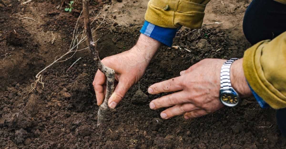 Jardinage d’automne : 12 fruitiers à planter dès septembre pour des récoltes abondantes