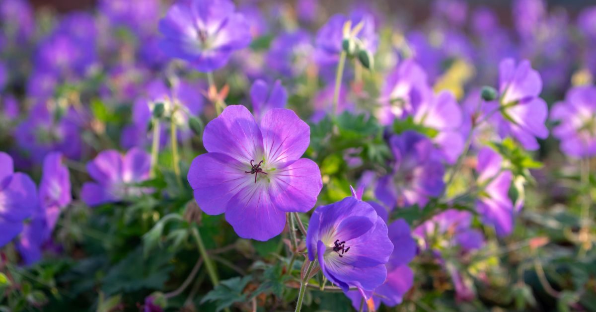 Le géranium rozanne, la plante du siècle ultra-résistante : quand et comment la planter ?