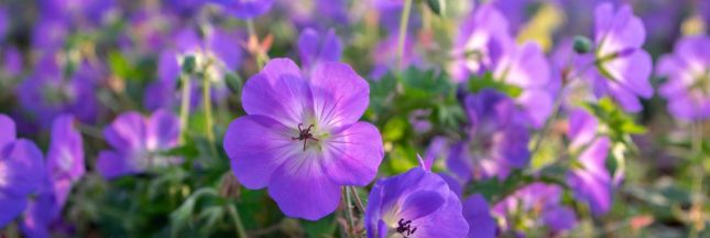 Le géranium rozanne, la plante du siècle ultra-résistante