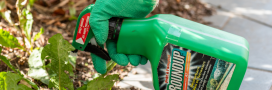 Glyphosate et cancer : cancérigène ou non ?