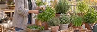 Prendre soin des herbes aromatiques en automne : secrets de récolte, taille et hivernage Prendre soin des herbes aromatiques en automne : secrets de récolte, taille et hivernage