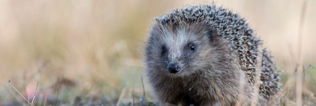 Sécheresse : les hérissons de votre jardin en danger, comment les aider ?