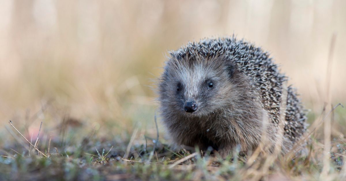 Sécheresse : les hérissons de votre jardin en danger, comment les aider ? Sécheresse : les hérissons de votre jardin en danger, comment les aider ?