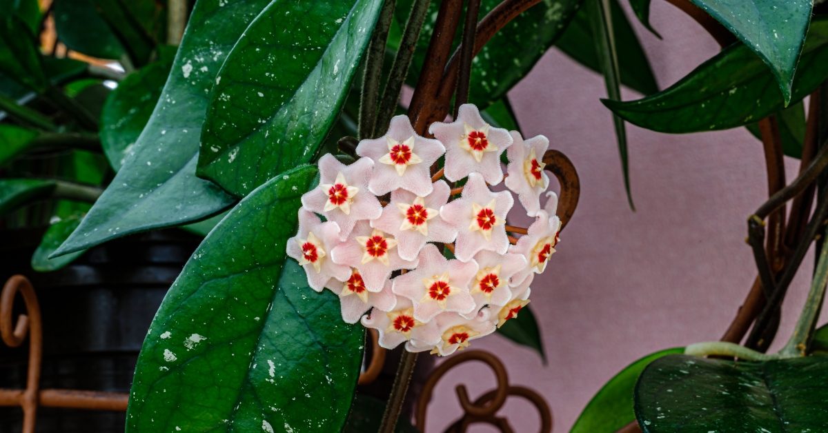 En septembre  : 3 façons de bouturer un hoya