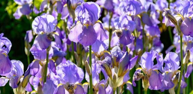 Préparer les iris pour l'hiver
