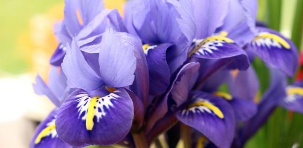 Préparer les iris pour l'hiver