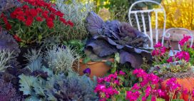 Le bonheur en pots : créer un sublime jardin d’automne pour espace réduit