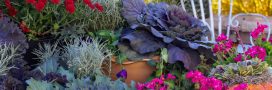 Le bonheur en pots : créer un sublime jardin d'automne pour espace réduit Le bonheur en pots : créer un sublime jardin d'automne pour espace réduit