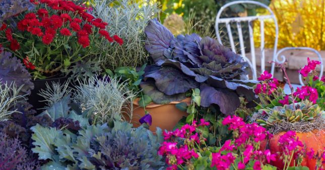 Le bonheur en pots : créer un jardin d'automne pour espace réduit