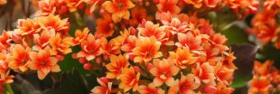 Le Kalanchoé : astuces et conseils pour une floraison exceptionnelle