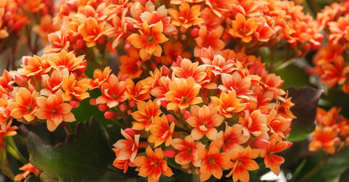 Le Kalanchoé : astuces et conseils pour une floraison exceptionnelle