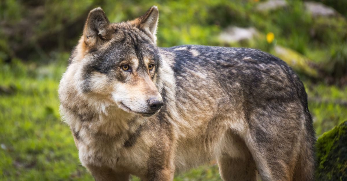 La Commission Européenne crie désormais au loup