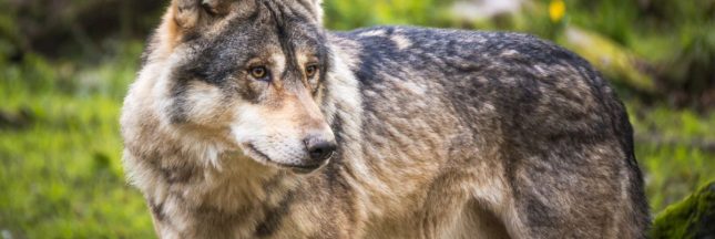 La Commission Européenne crie désormais au loup