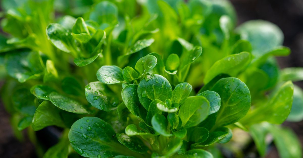 Cultiver la mâche : du semis à la récolte, tout ce que vous devez savoir