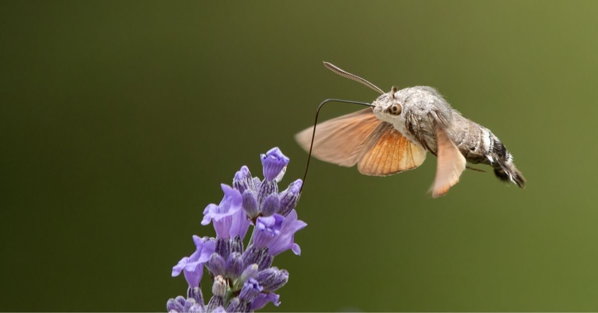 Ce papillon qui ressemble à un colibri est réellement hors du commun