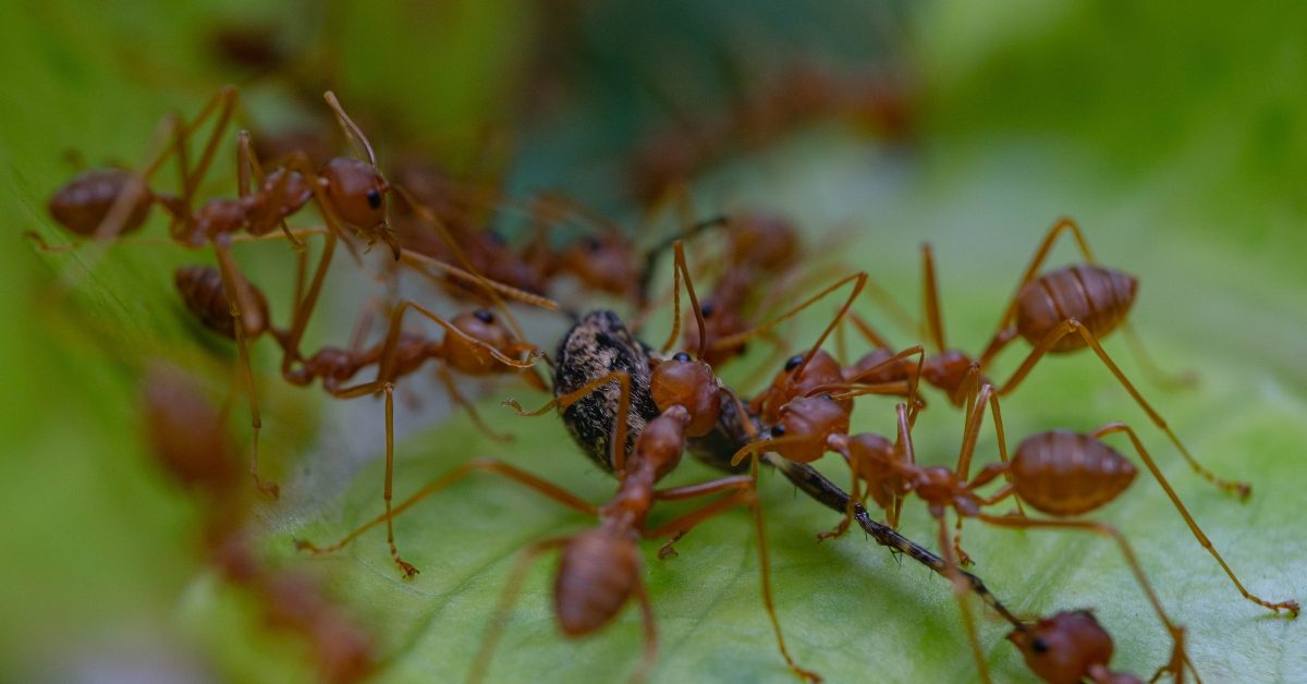 Pourquoi l’arrivée de la fourmi de feu en Europe est un drame
