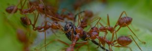 Pourquoi l'arrivée de la fourmi de feu en Europe est un drame