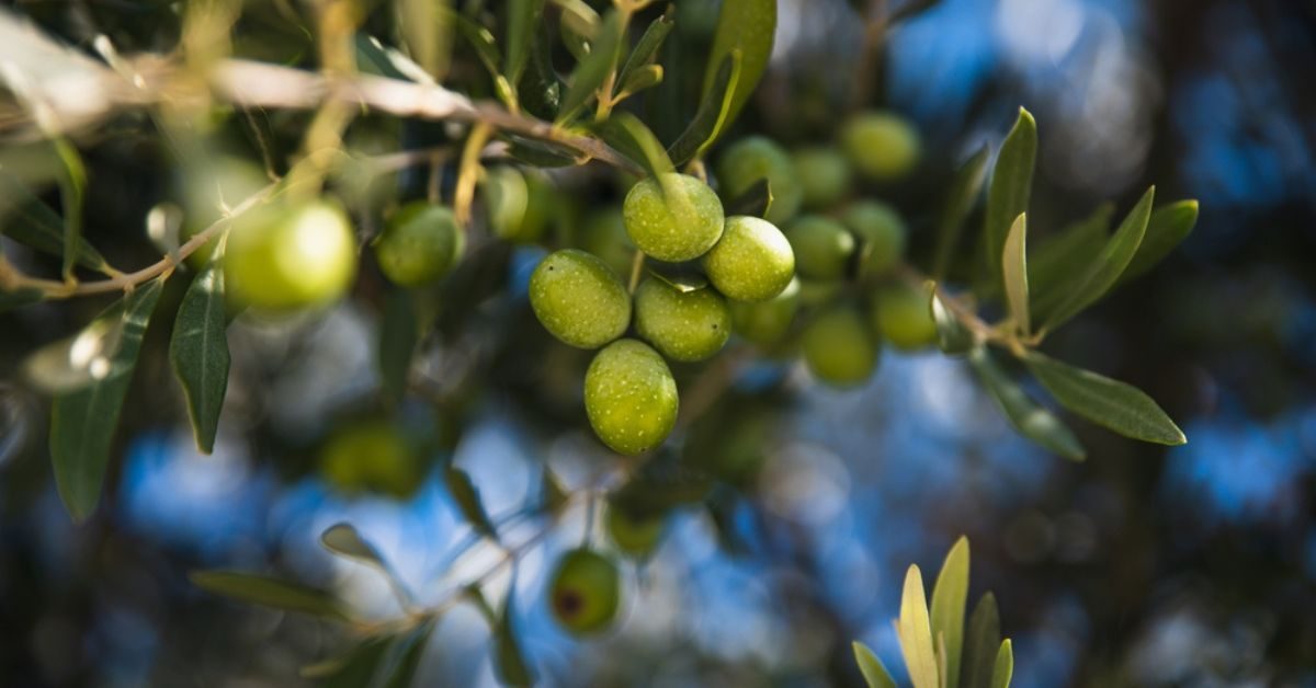Bouturer ou faire pousser un olivier à partir d’un noyau d’olive : les clés du succès