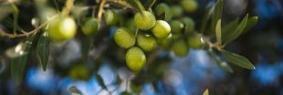 Bouturer ou faire pousser un olivier à partir d'un noyau d'olive : les clés du succès