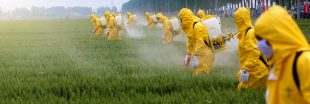 Bayer, Syngenta et d'autres géants de l'agrochimie ont bien caché les études sur la toxicité de leurs pesticides