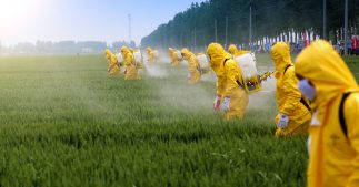 Bayer, Syngenta et d'autres géants de l'agrochimie ont bien caché les études sur la toxicité de leurs pesticides Bayer, Syngenta et d'autres géants de l'agrochimie ont bien caché les études sur la toxicité de leurs pesticides
