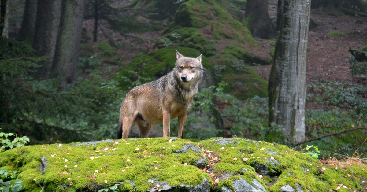 Plan loup : vers une autorisation de tir par les chasseurs malgré la protection de l'espèce ?