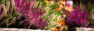 Top 10 des superbes fleurs et arbustes à planter en automne : beauté et facilité d'entretien ! Top 10 des superbes fleurs et arbustes à planter en automne : beauté et facilité d'entretien !