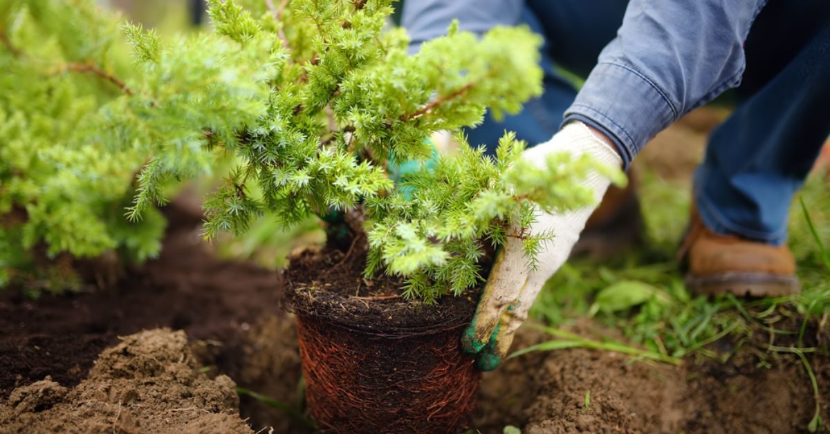 Plantations et canalisations, attention aux dégâts : lesquels choisir et éviter ?