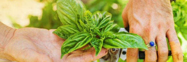 Prendre soin des herbes aromatiques en automne : secrets de récolte, taille et hivernage