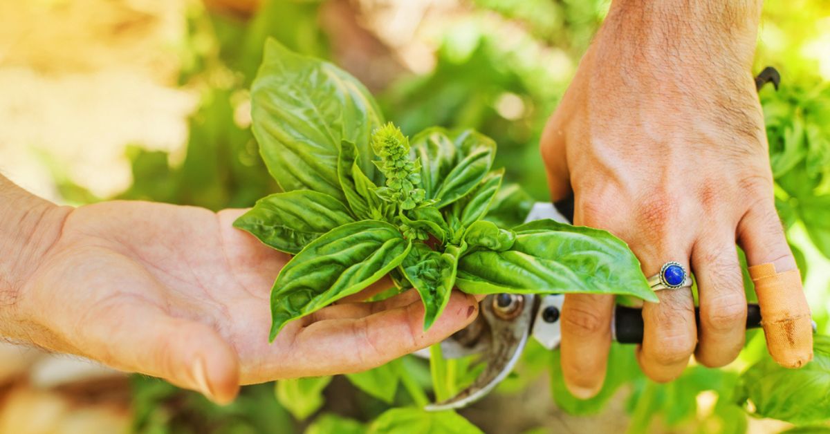 Comment bien récolter les plantes aromatiques de votre jardin d'intérieur?