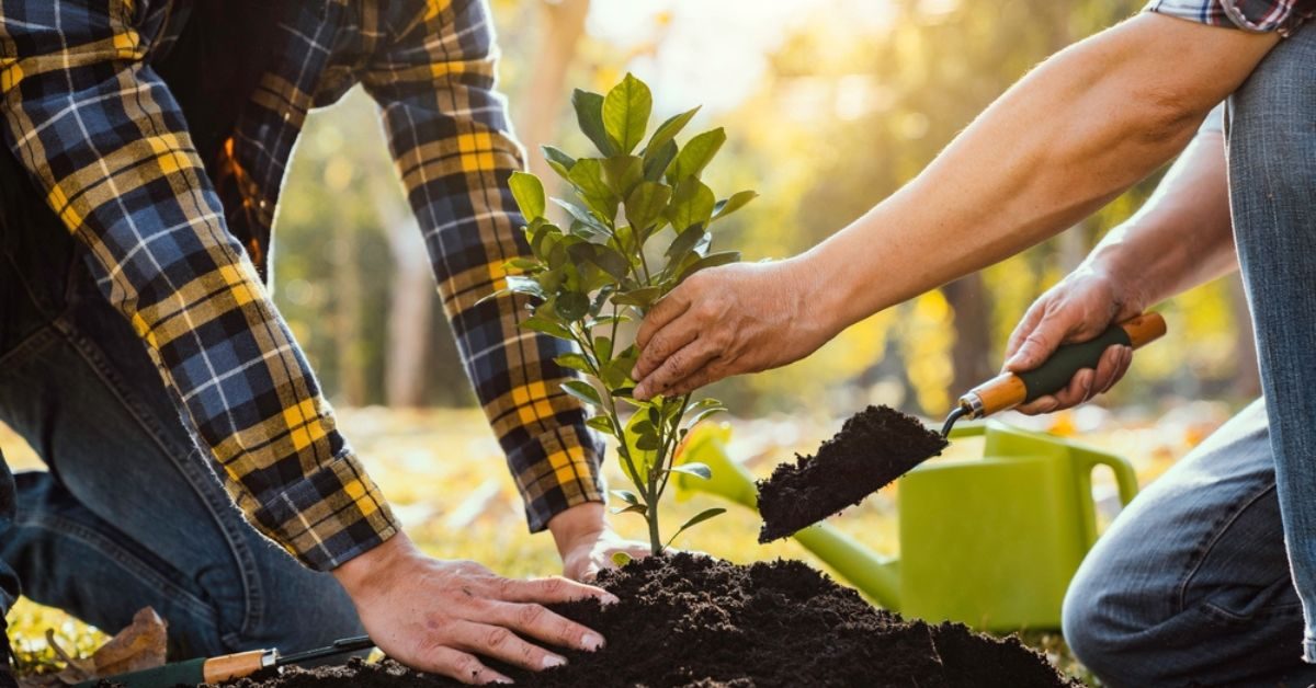 Climat : faire planter des arbres aux collégiens, une fausse bonne idée ?