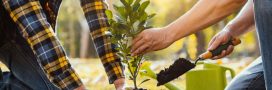 Climat : faire planter des arbres aux collégiens, une fausse bonne idée ?