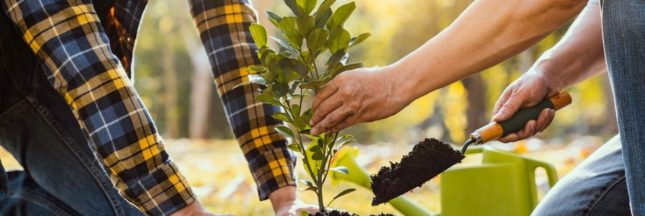 Climat : faire planter des arbres aux collégiens, une fausse bonne idée ?